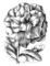 Flower Clip Art Black And White