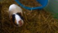 Biggest Guinea Pig Cage In The World