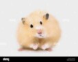 Teddy Bear Syrian Hamster