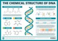 When An Rna Strand Forms Using Dna As A Template